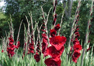 Gladiolus