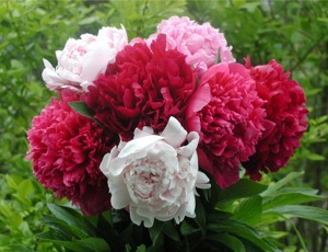 Peonies
