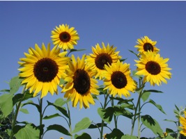 Sunflowers
